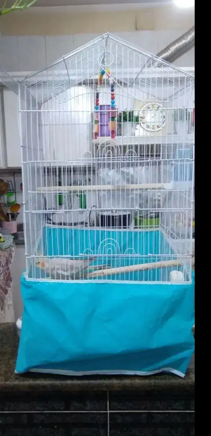 عروس هلندی|پرنده|بندر ماهشهر, |دیوار