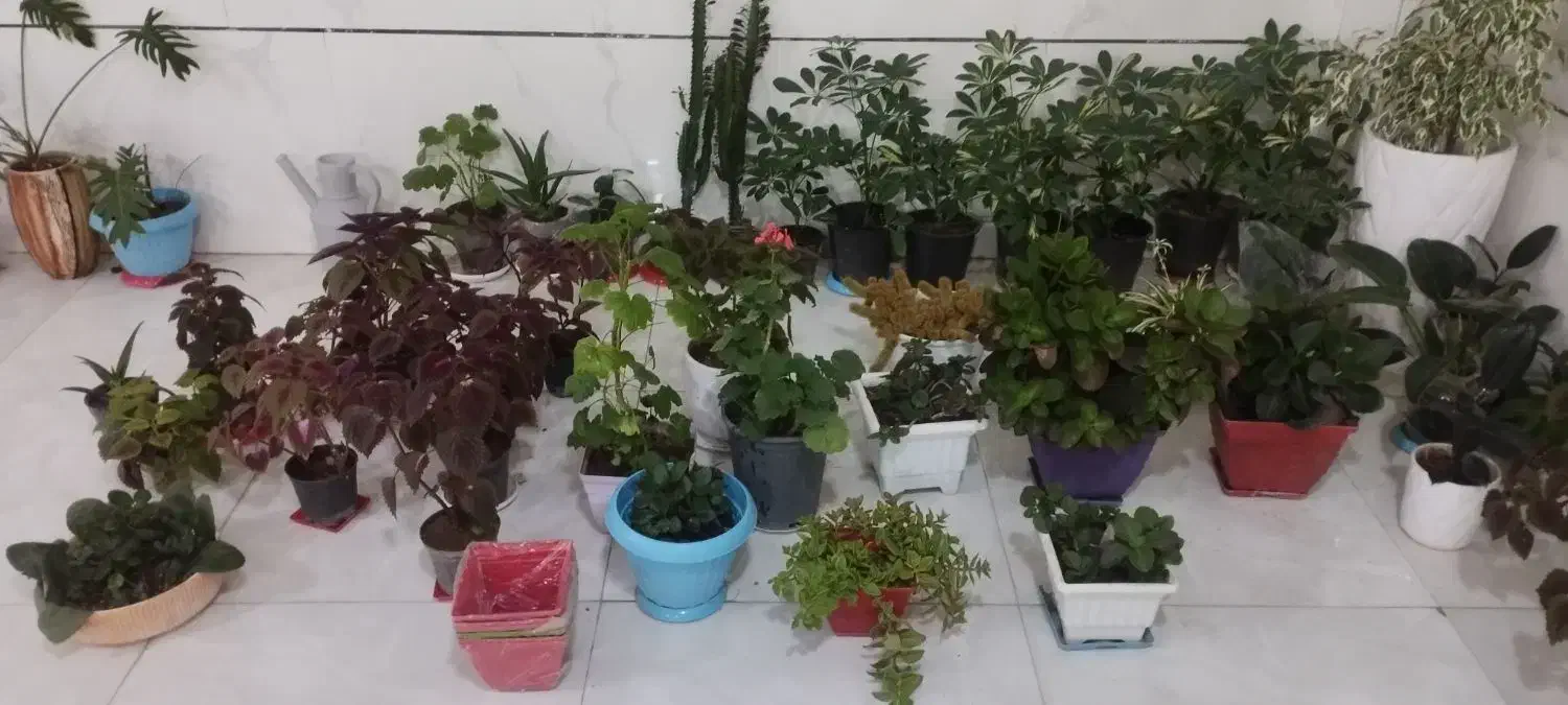 گلهای سالم|گل و گیاه طبیعی|قروه, |دیوار