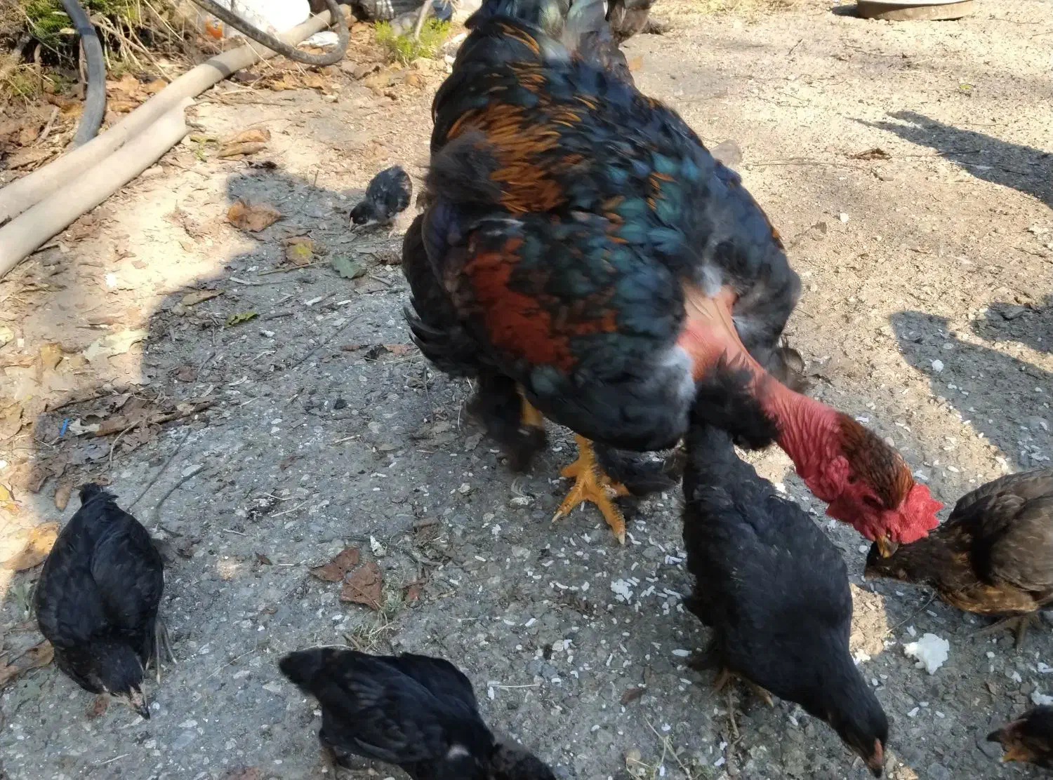 اردک ها و جوجه ها و خروس و مرغ ها|حیوانات مزرعه|چالوس, |دیوار