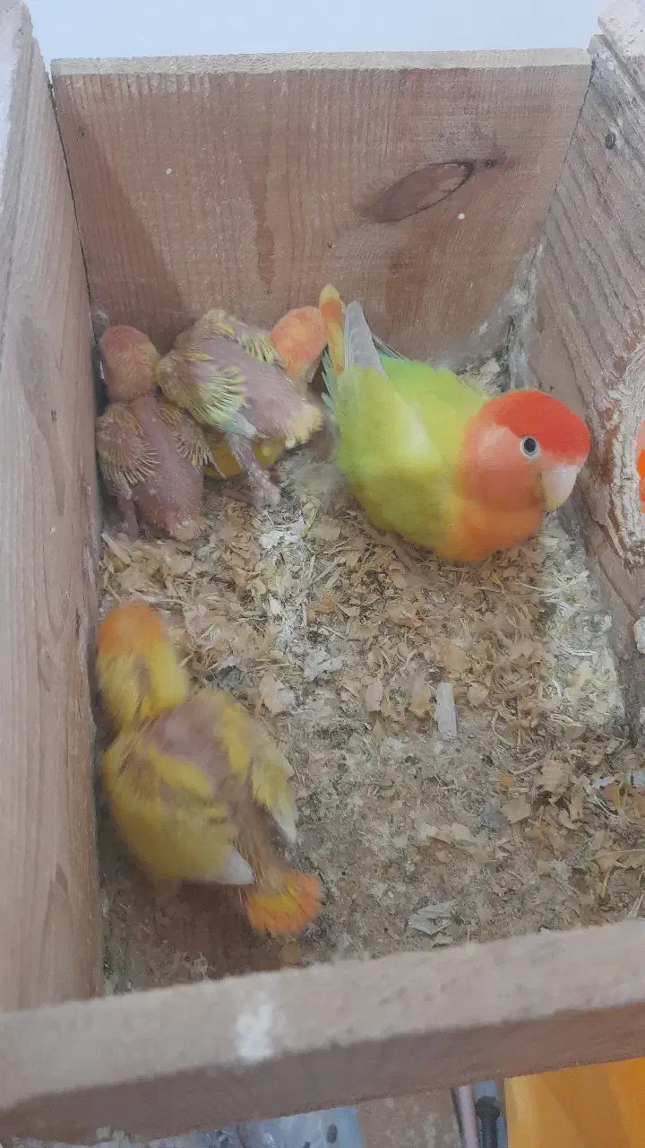 طوطی برزیلی با ۲ تا جوجه و کلیه وسایل|پرنده|لاهیجان, گلستان|دیوار