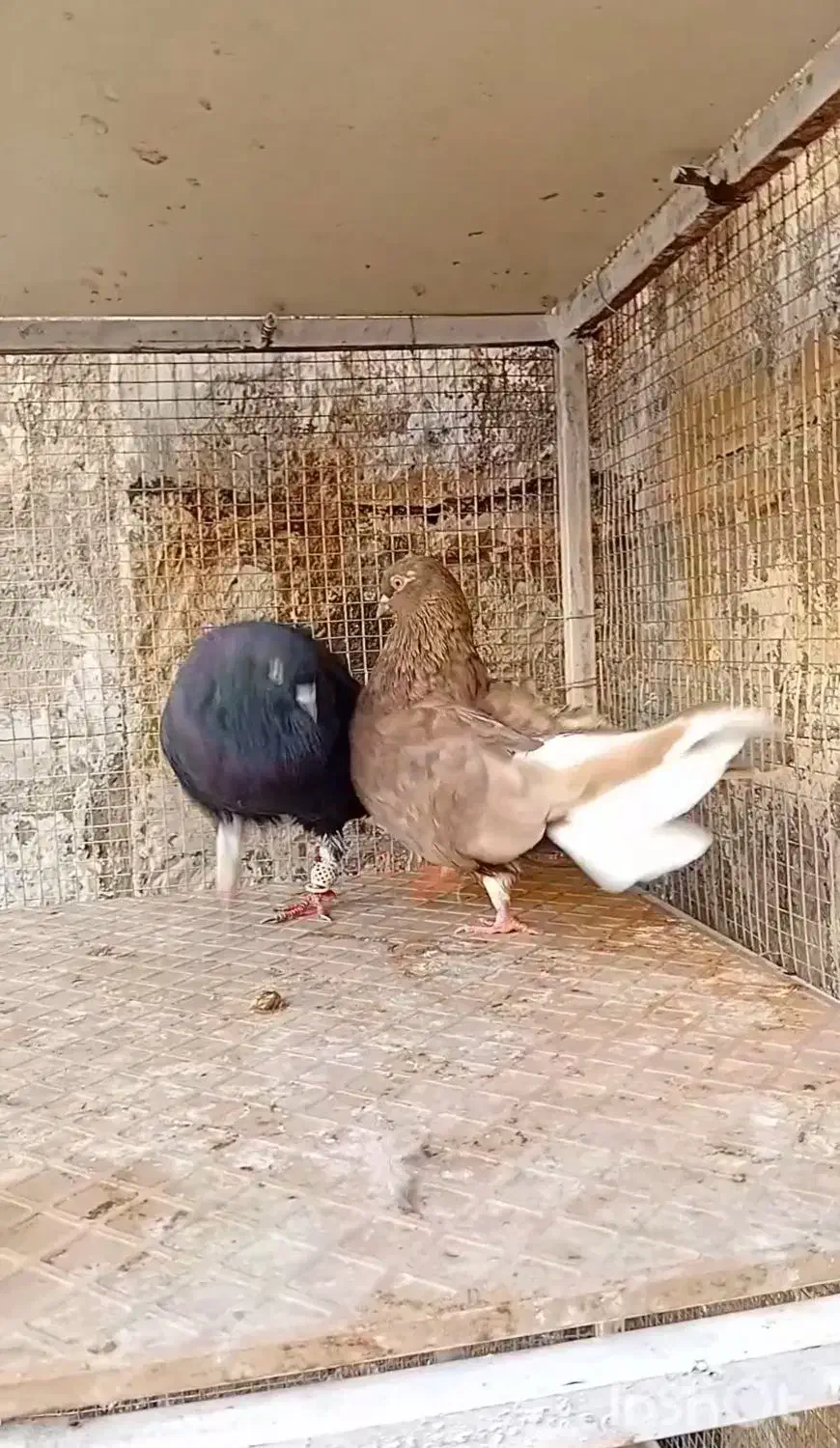 ندم سفید ۱۷دم|پرنده|بوئین زهرا, |دیوار