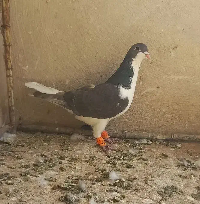 پرشی بشرط چاقو|پرنده|قزوین, |دیوار