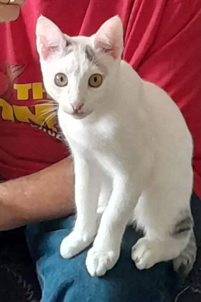 واگذاری بچه گربه|گربه|بابل, |دیوار