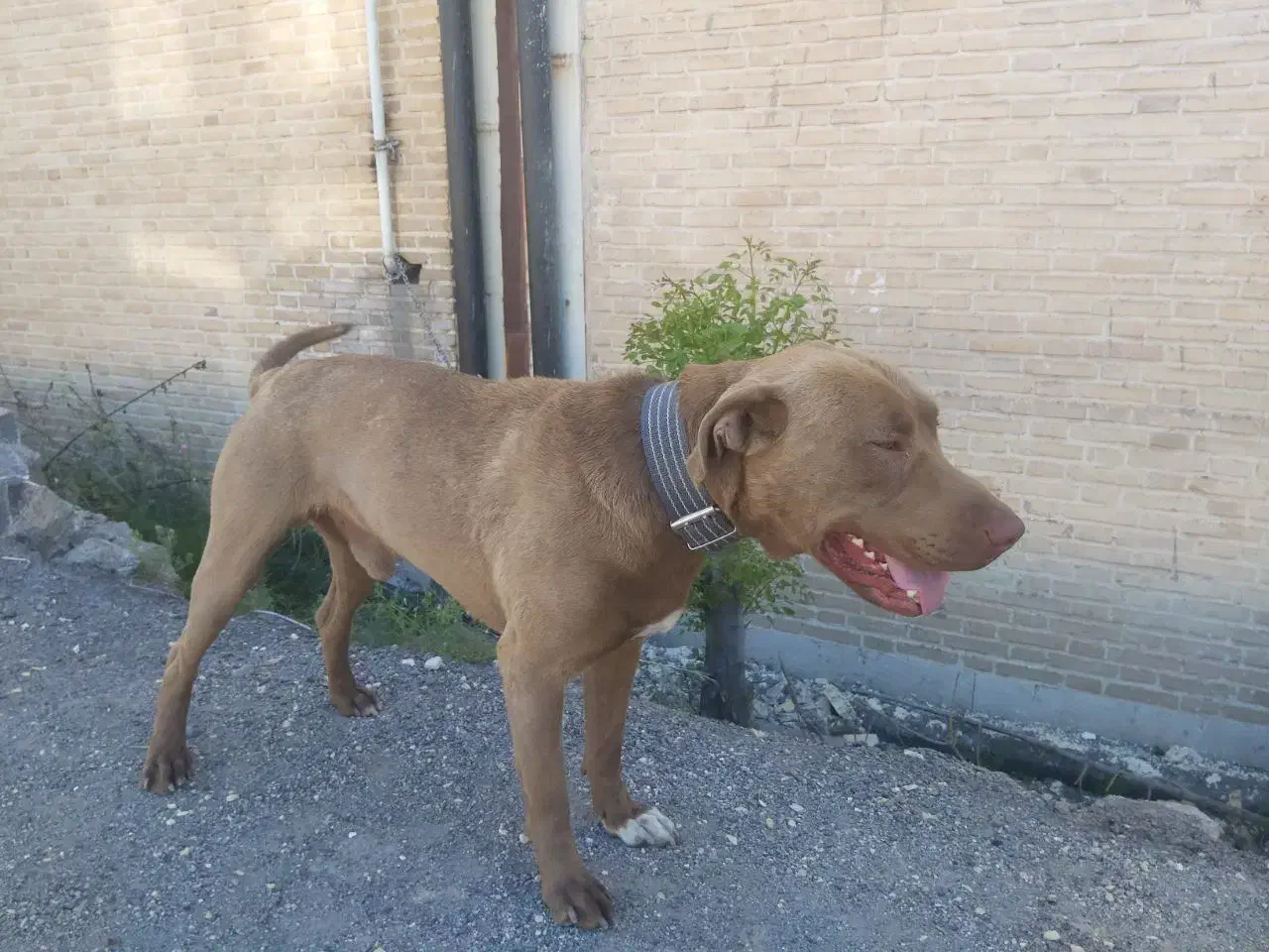 سگ گم شده|حیوانات|زنجان, |دیوار