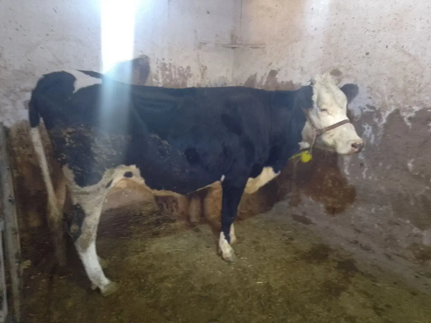 گاو گوساله ماده|حیوانات مزرعه|دینور, |دیوار