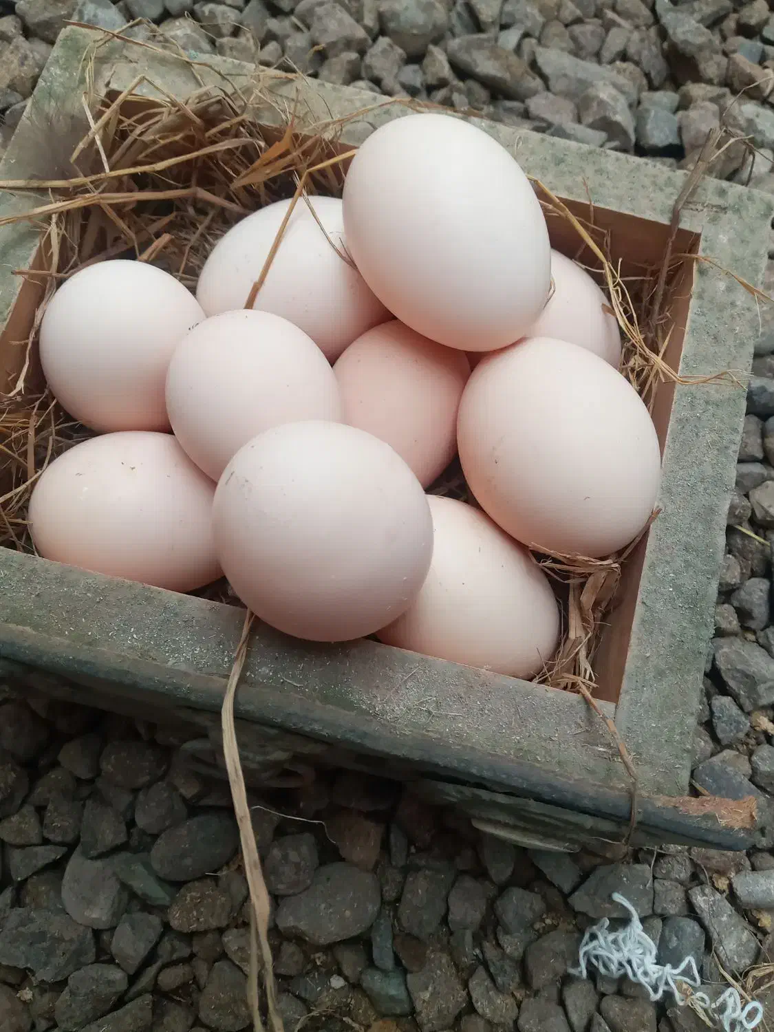 تخم مرغ محلی|خوردنی و آشامیدنی|سنگر, |دیوار