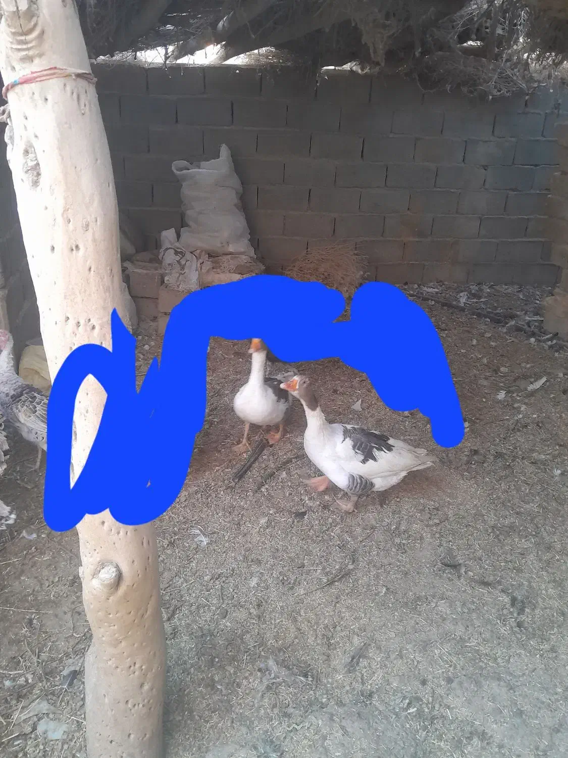 یک جفت غاز|حیوانات مزرعه|زابل, |دیوار