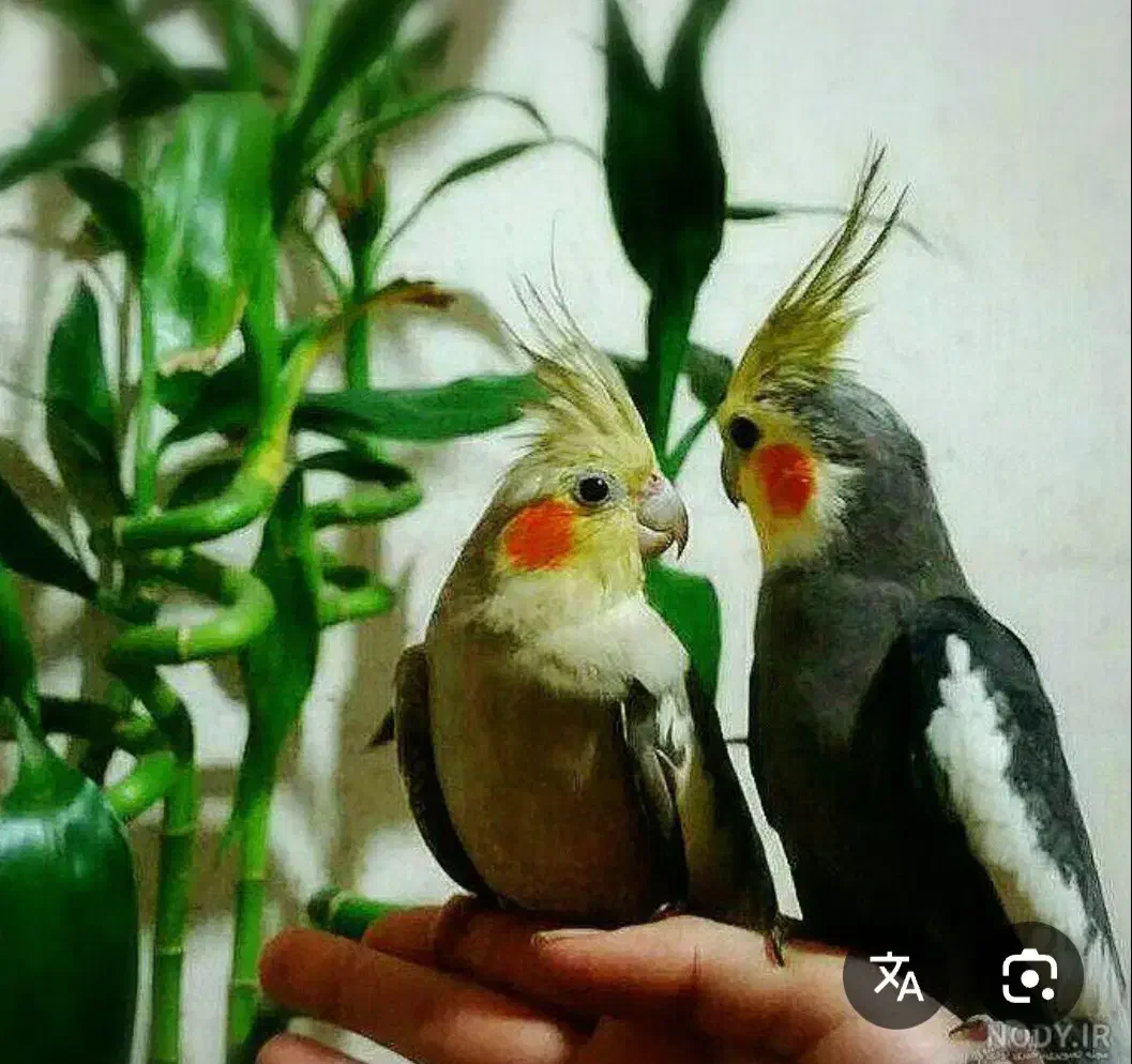 عروس هلندی|پرنده|جیرفت, |دیوار