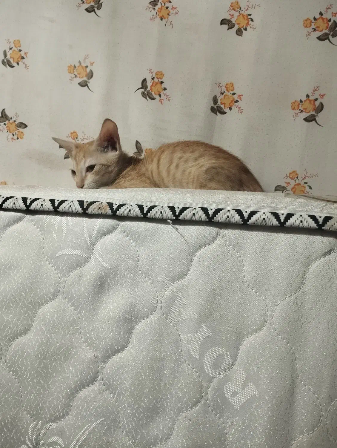 بچه گربه 3ماهه دستی دستی کاملا بی دردسر|گربه|اهواز, آسیاباد|دیوار