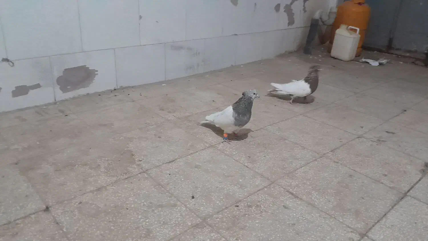 یک جفت کفتر کله|پرنده|مشکان, |دیوار