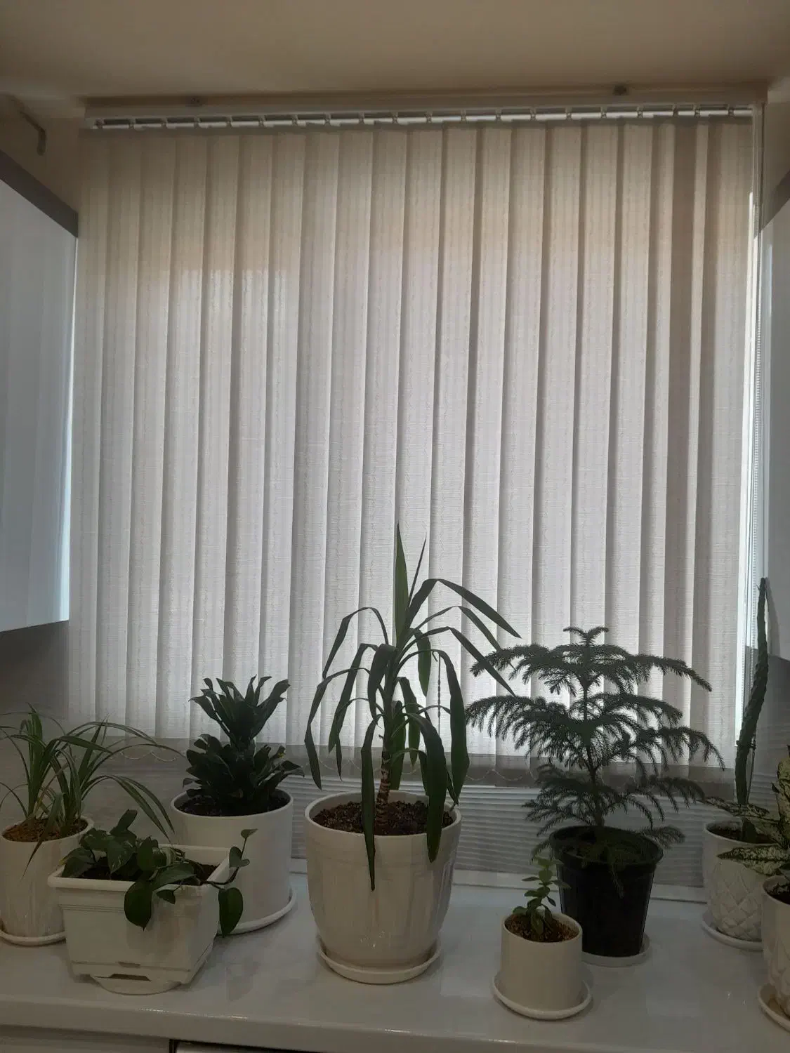 دو عدد پرده عمودی طوسی کمرنگ|پرده، رانر، رومیزی|سبزوار, امیر کبیر|دیوار