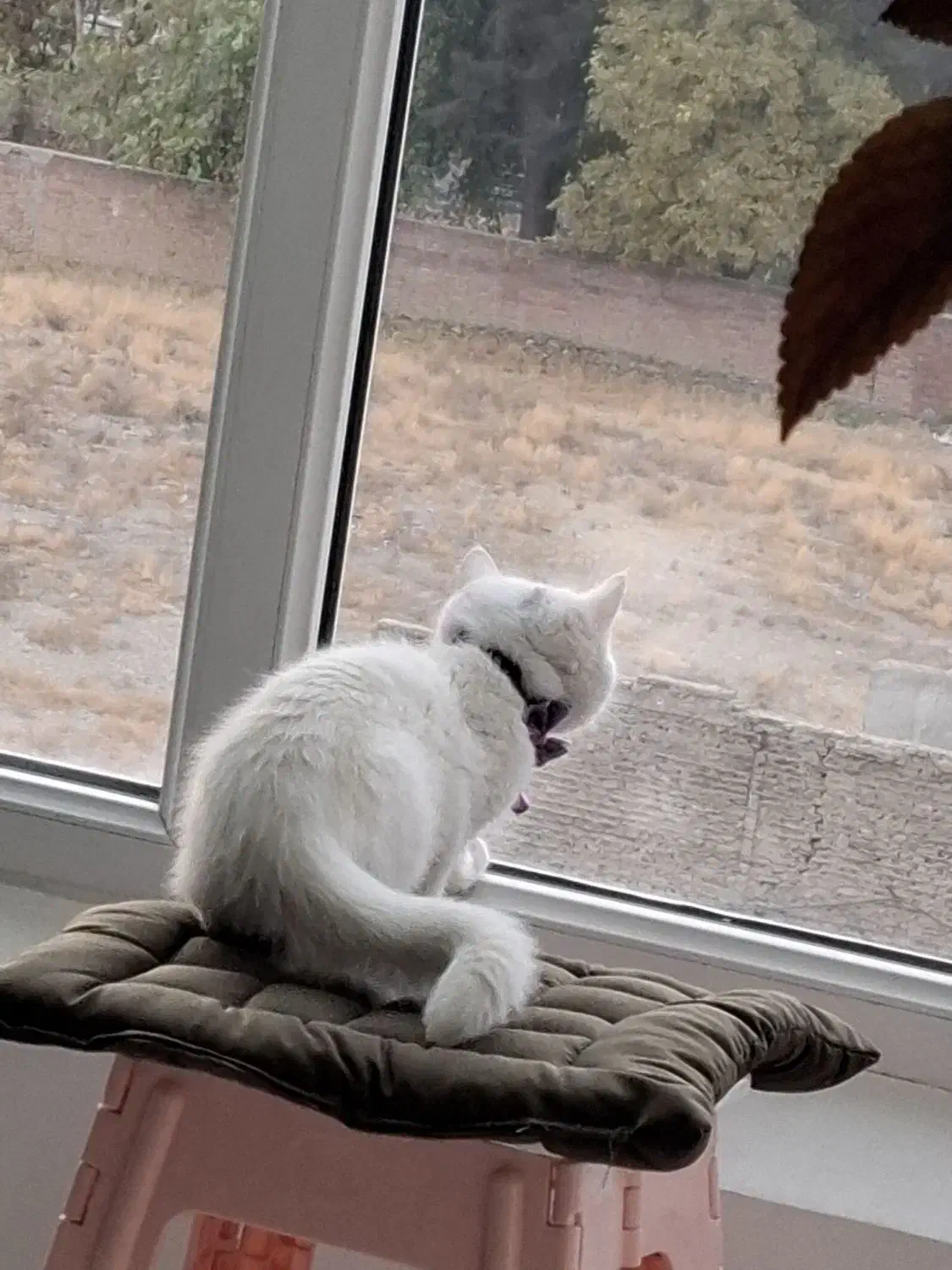 گربه بیریتیش ۳ ماهه|گربه|تهران, شهرک شریعتی|دیوار