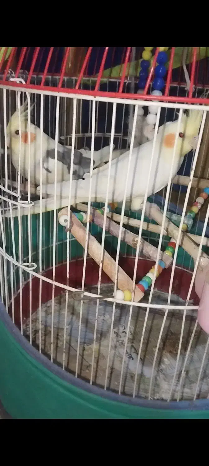 طوطی عروس|پرنده|رشت, کوی قدس|دیوار