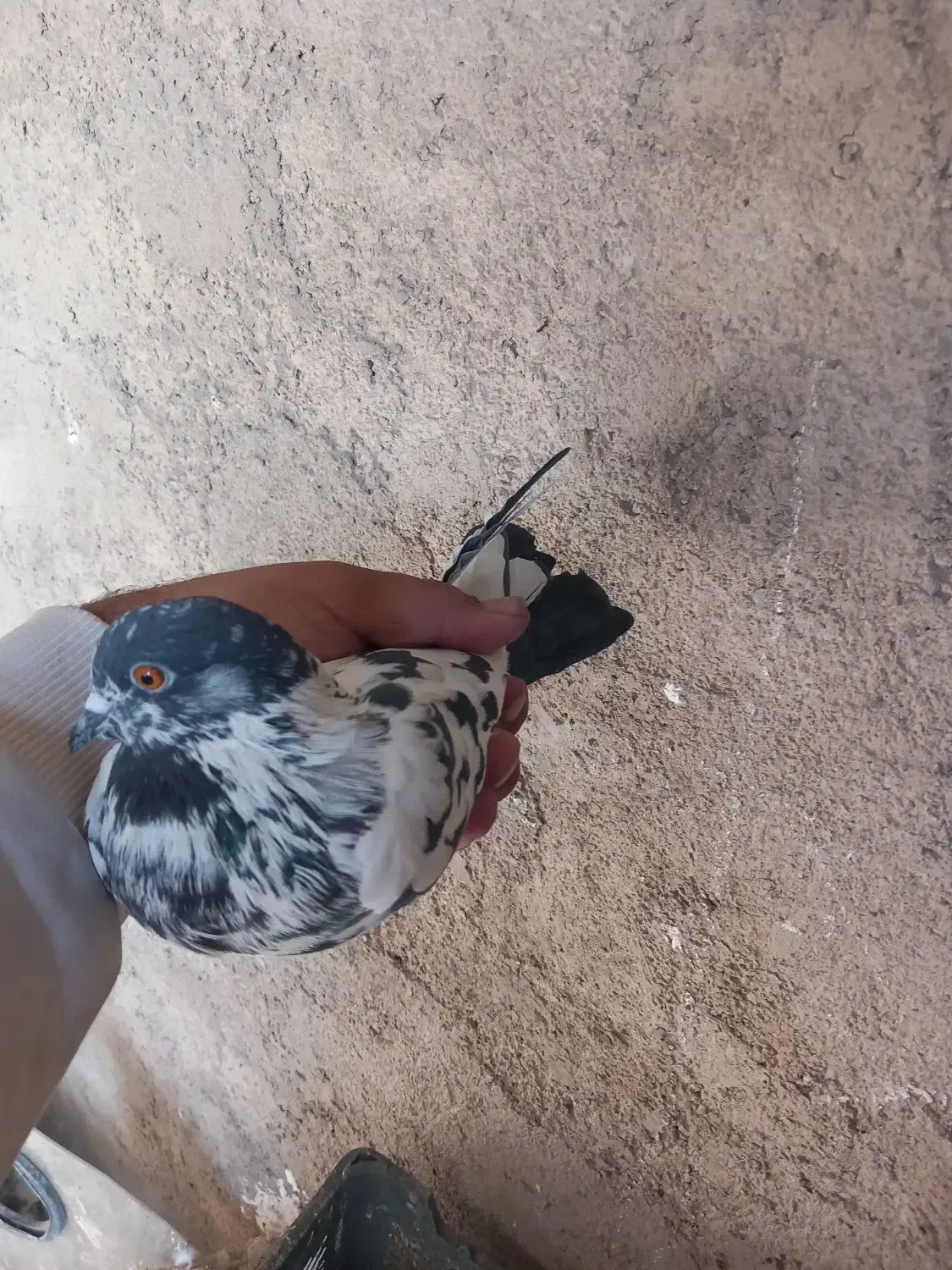 کفترپرشی|پرنده|خاوران, |دیوار