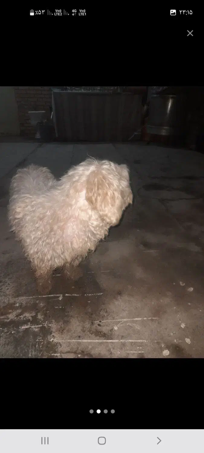 شیتزو|سگ|آبادان, |دیوار