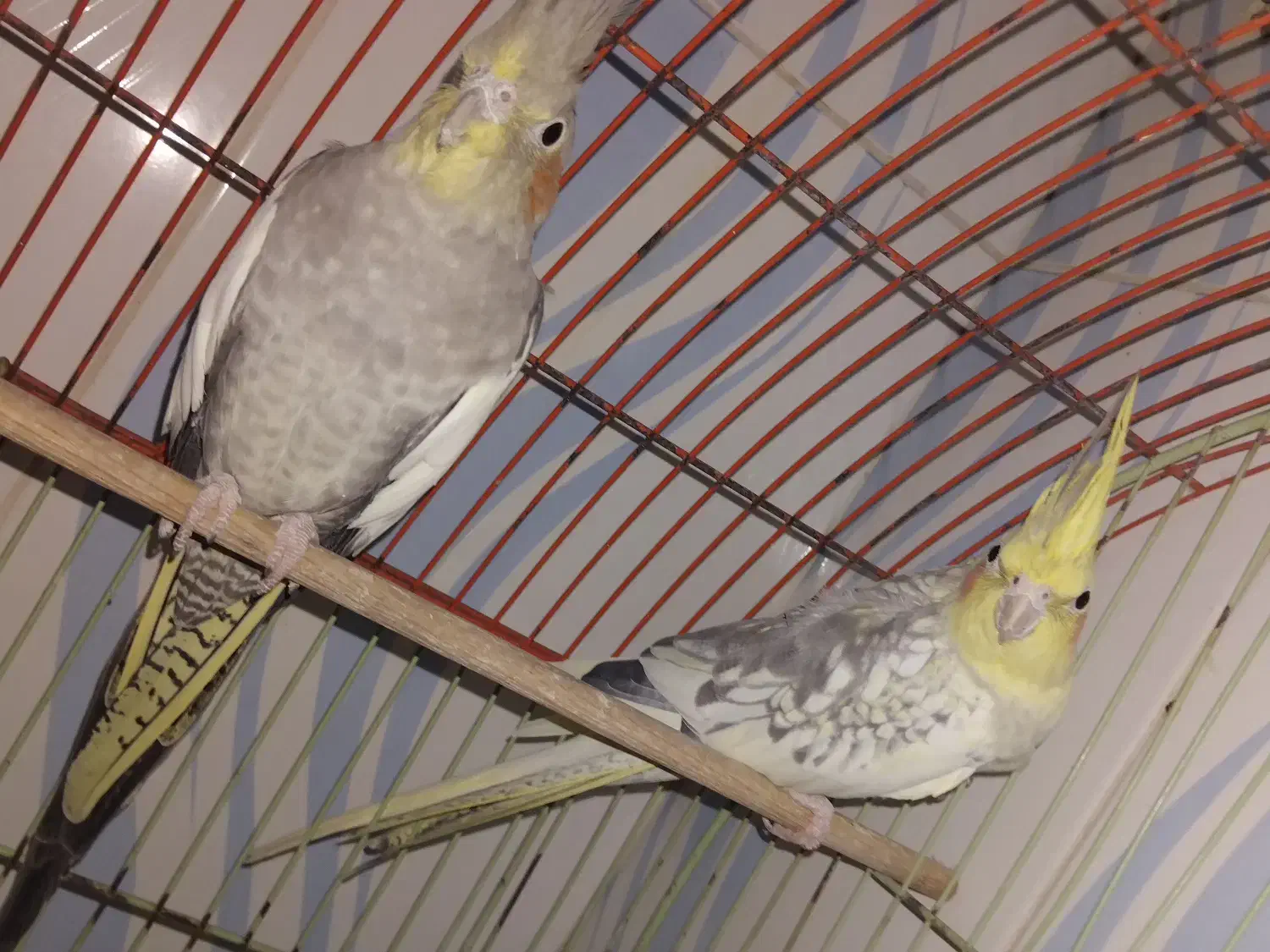 عروس هلندی|پرنده|سهند, |دیوار