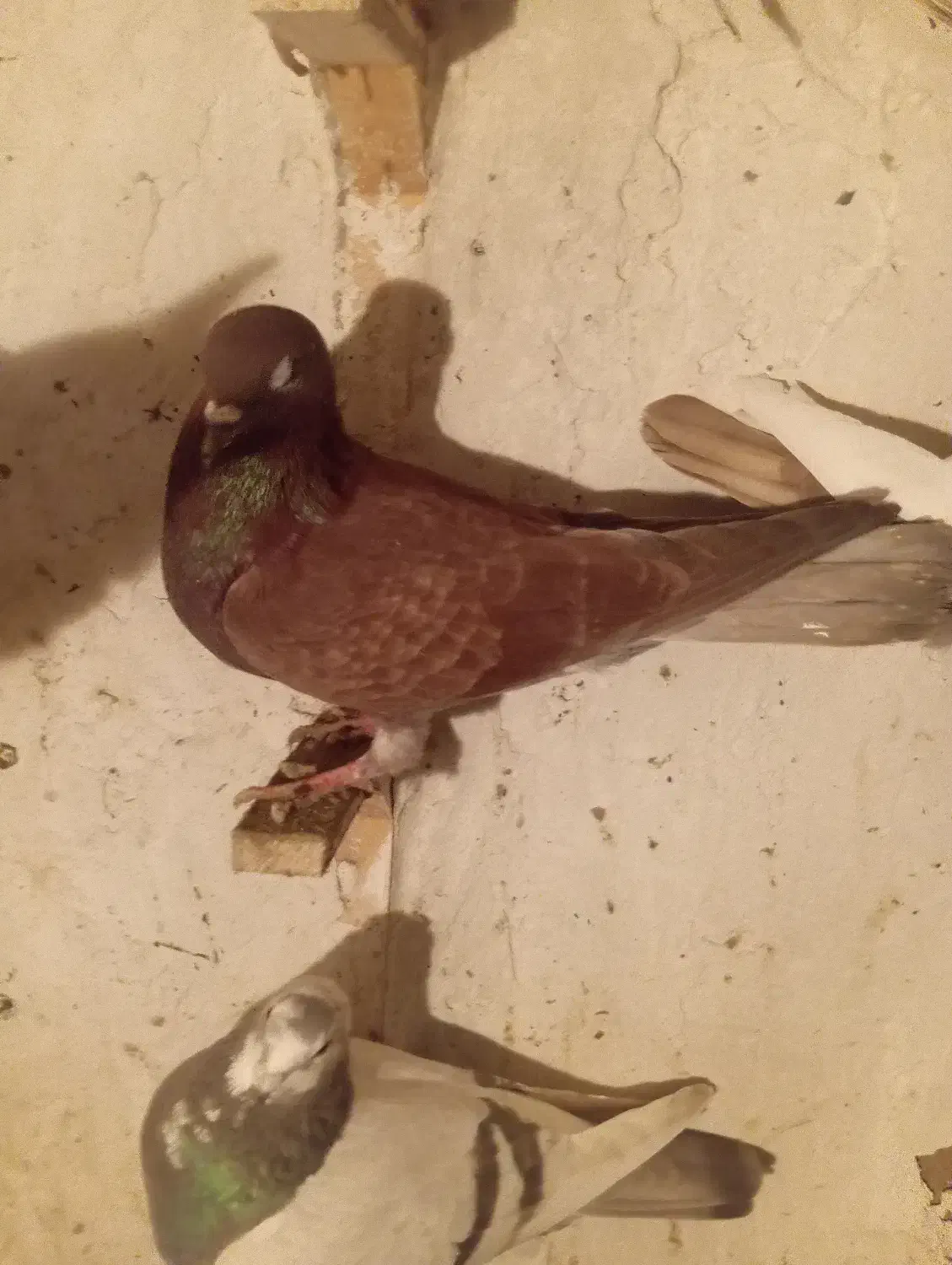 کبوتر|حیوانات|شیروان (خراسان), |دیوار