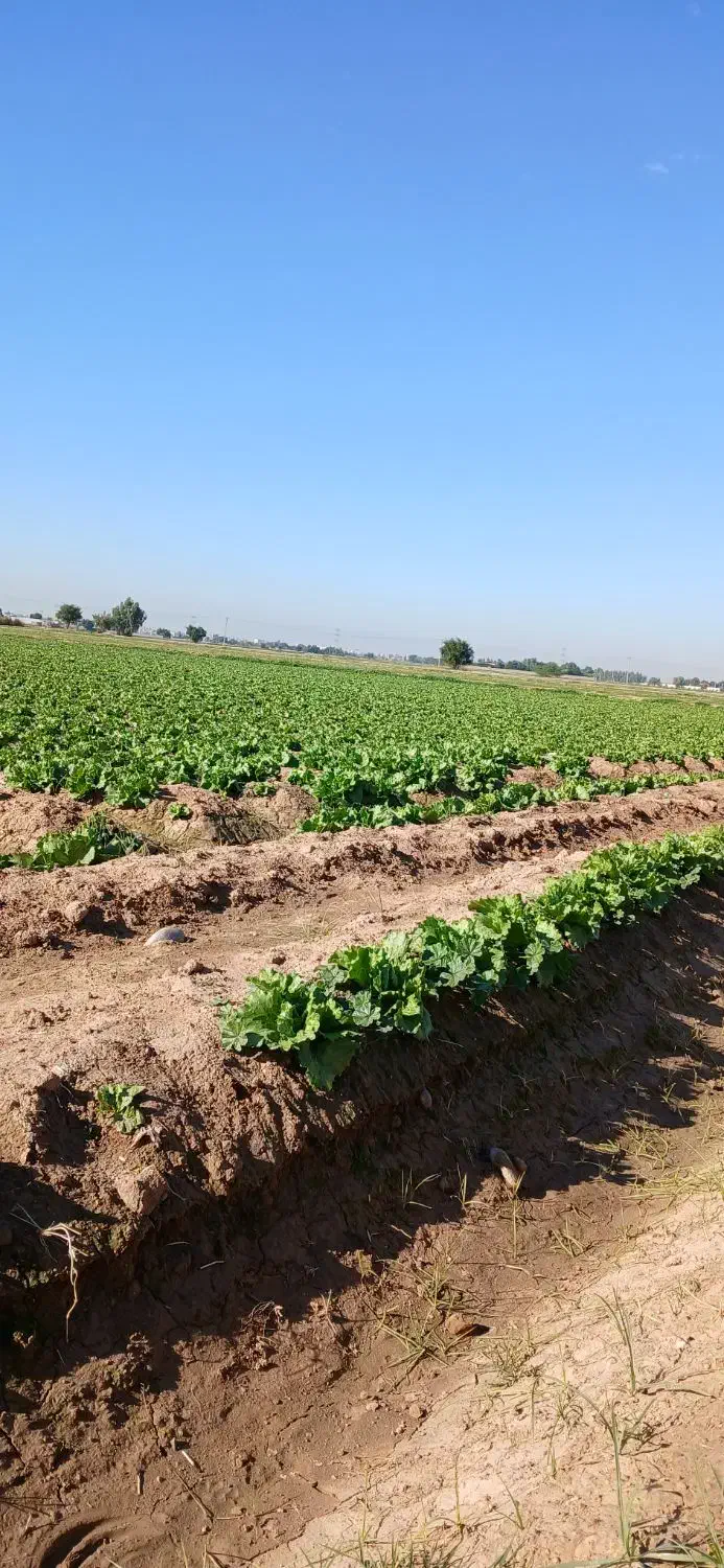 سلام بسته بندی|تلویزیون و پروژکتور|دزفول, |دیوار