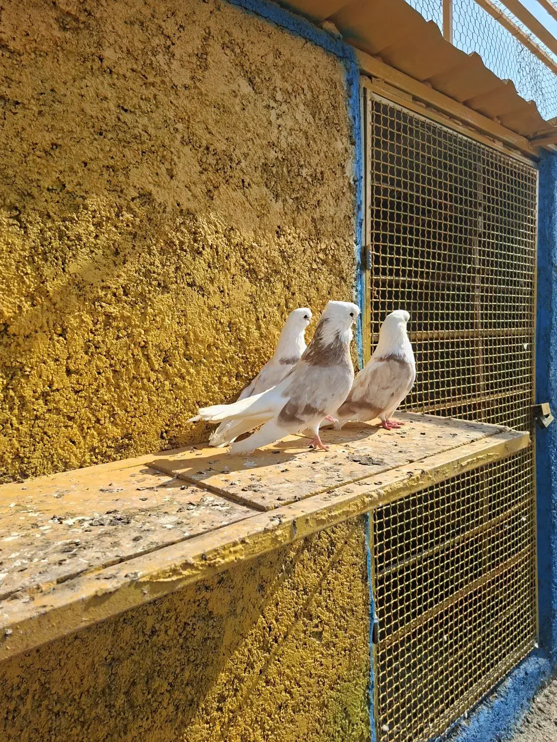 کفتر|پرنده|قلعه قاضی, |دیوار