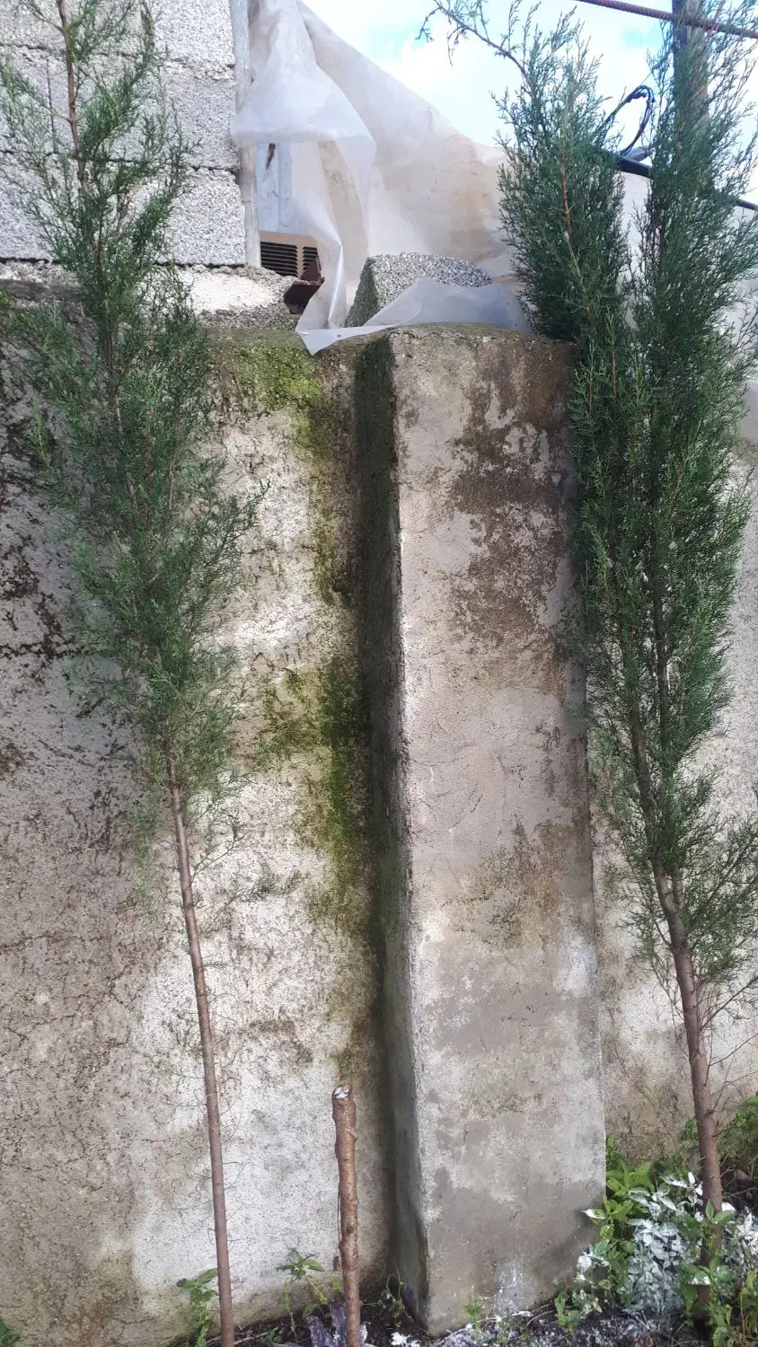 فروش درخت پرتقال و درخت کاج و محبوبه شب|خدمات باغبانی و درختکاری|پرهسر, |دیوار