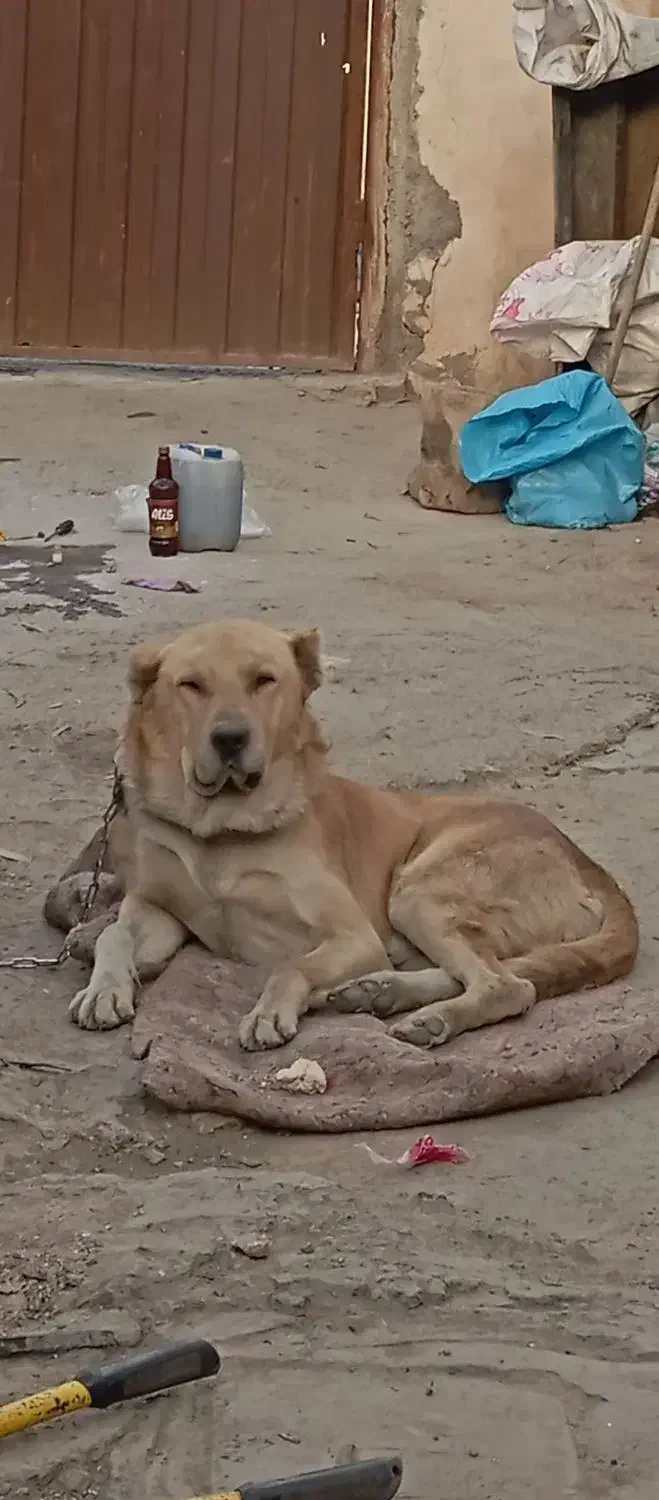 سلام افغان سراب|حیوانات|قم, پردیسان|دیوار