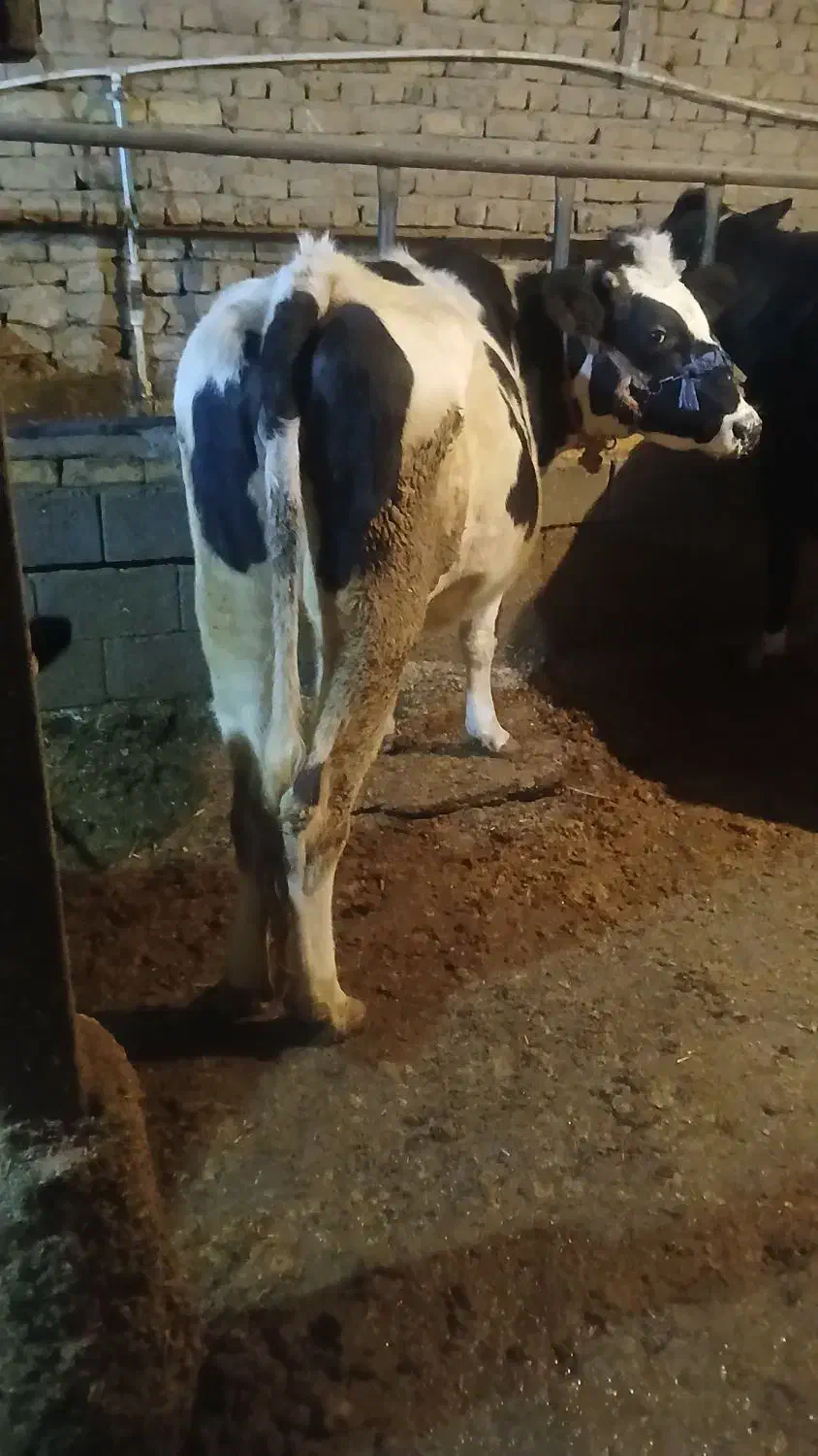 گوساله ابستن|حیوانات مزرعه|داران, |دیوار