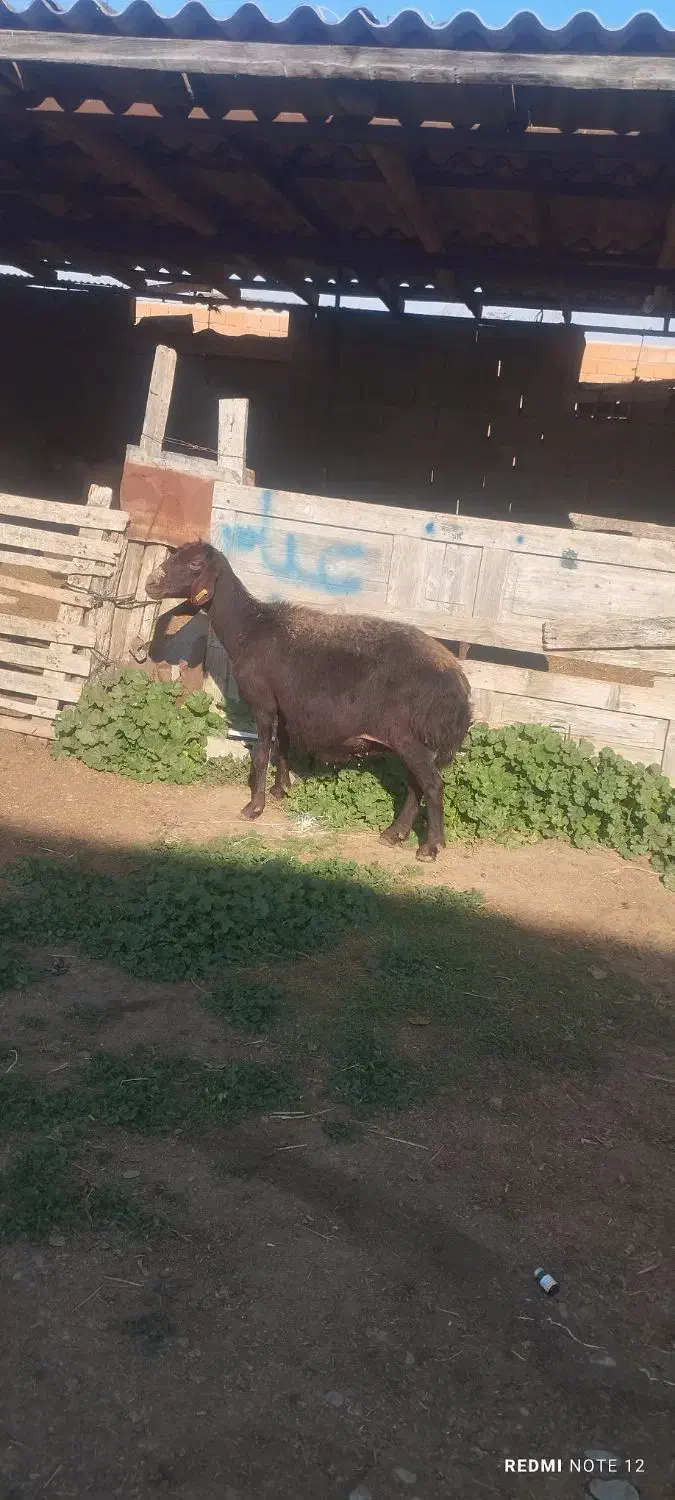 گوسفند|حیوانات مزرعه|سیمین شهر, |دیوار