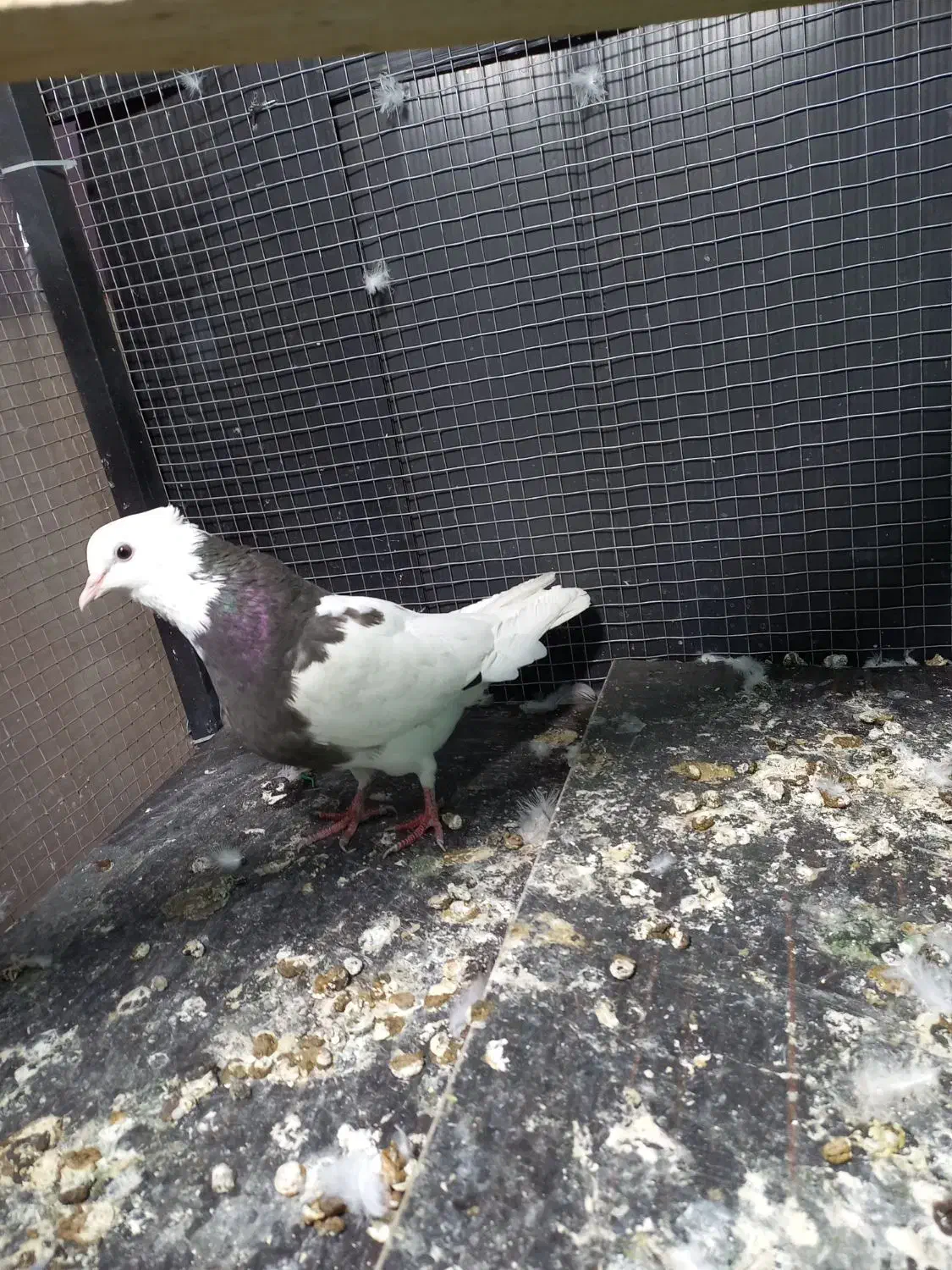 یه جفت سبز چونه سفید به شرط پرش|پرنده|قرچک, مهدیه|دیوار