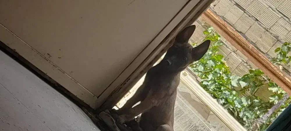 مالینیوز گم شده خدای بخونید|حیوانات|سیرجان, |دیوار