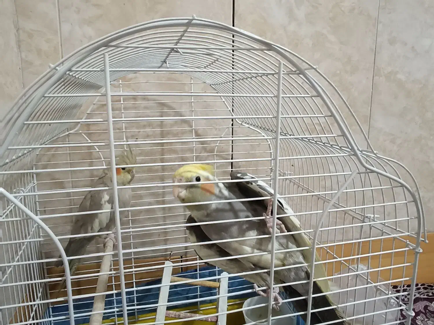 هلندی|پرنده|قم, شهر قائم|دیوار