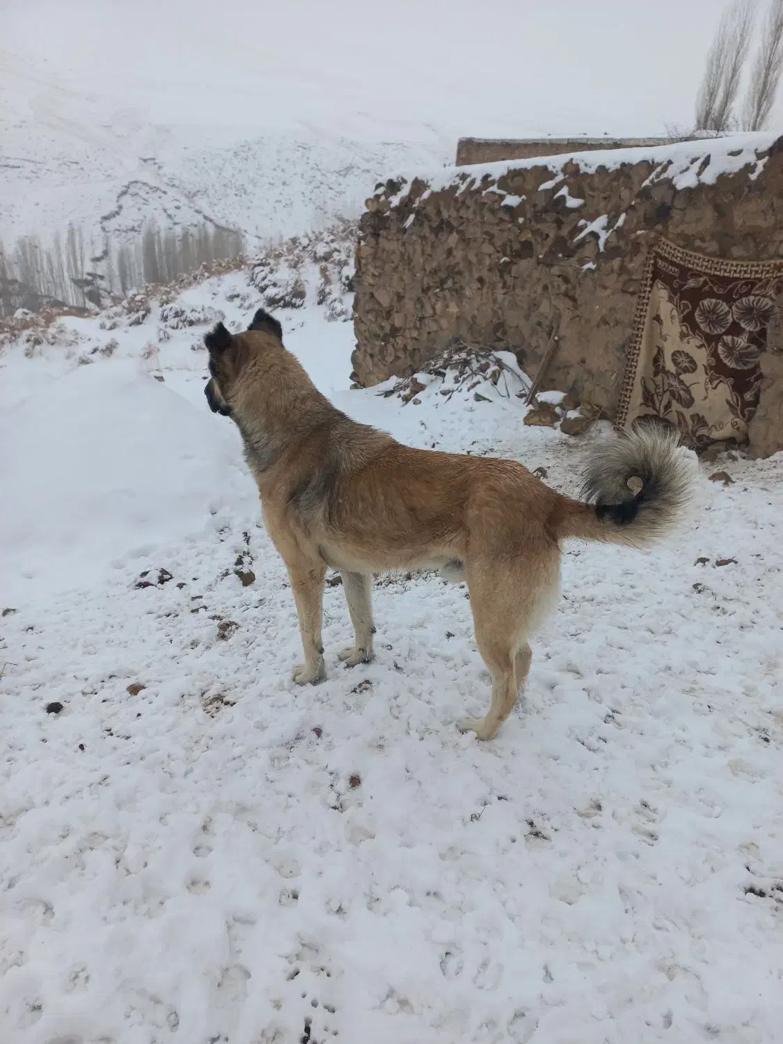 سگ عراقی|سگ|سلماس, |دیوار