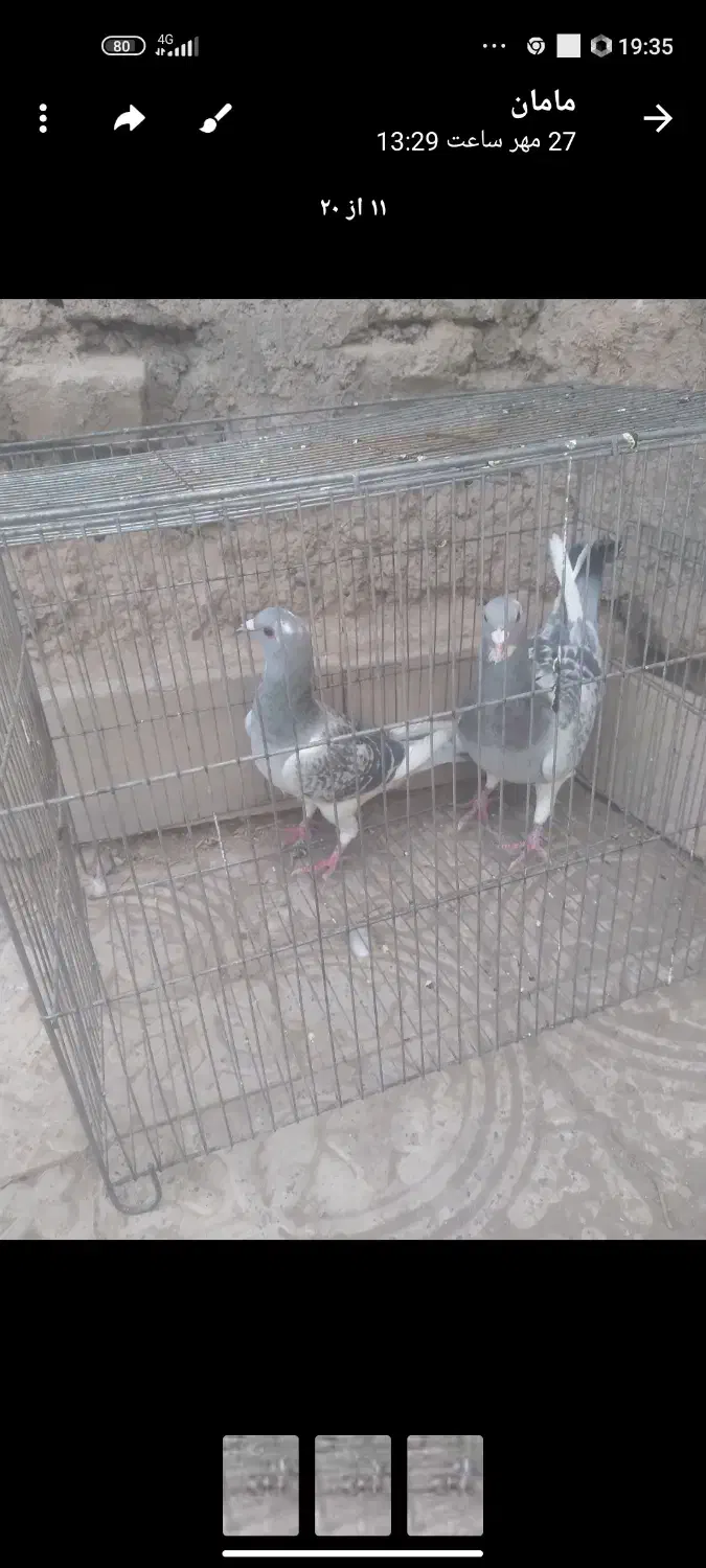 کفتر یا کبوتر پلنگ|پرنده|گلزار, |دیوار