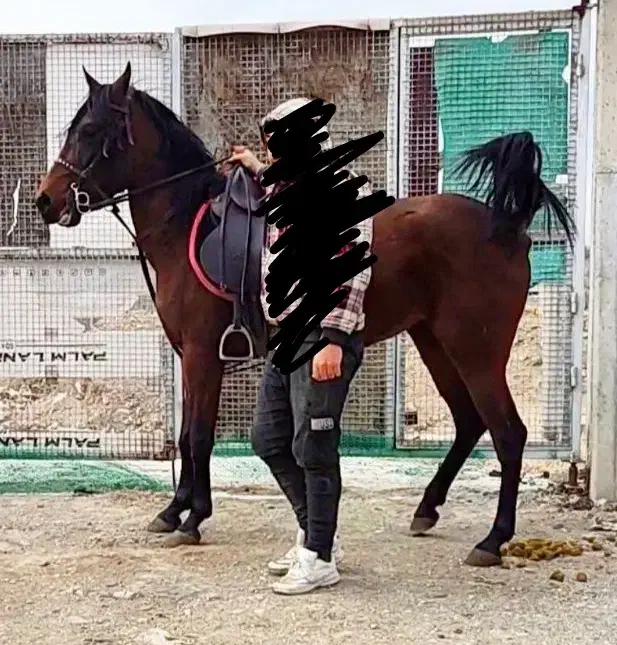 اسب مادیان کرد|اسب و تجهیزات اسب‌سواری|اردبیل, |دیوار