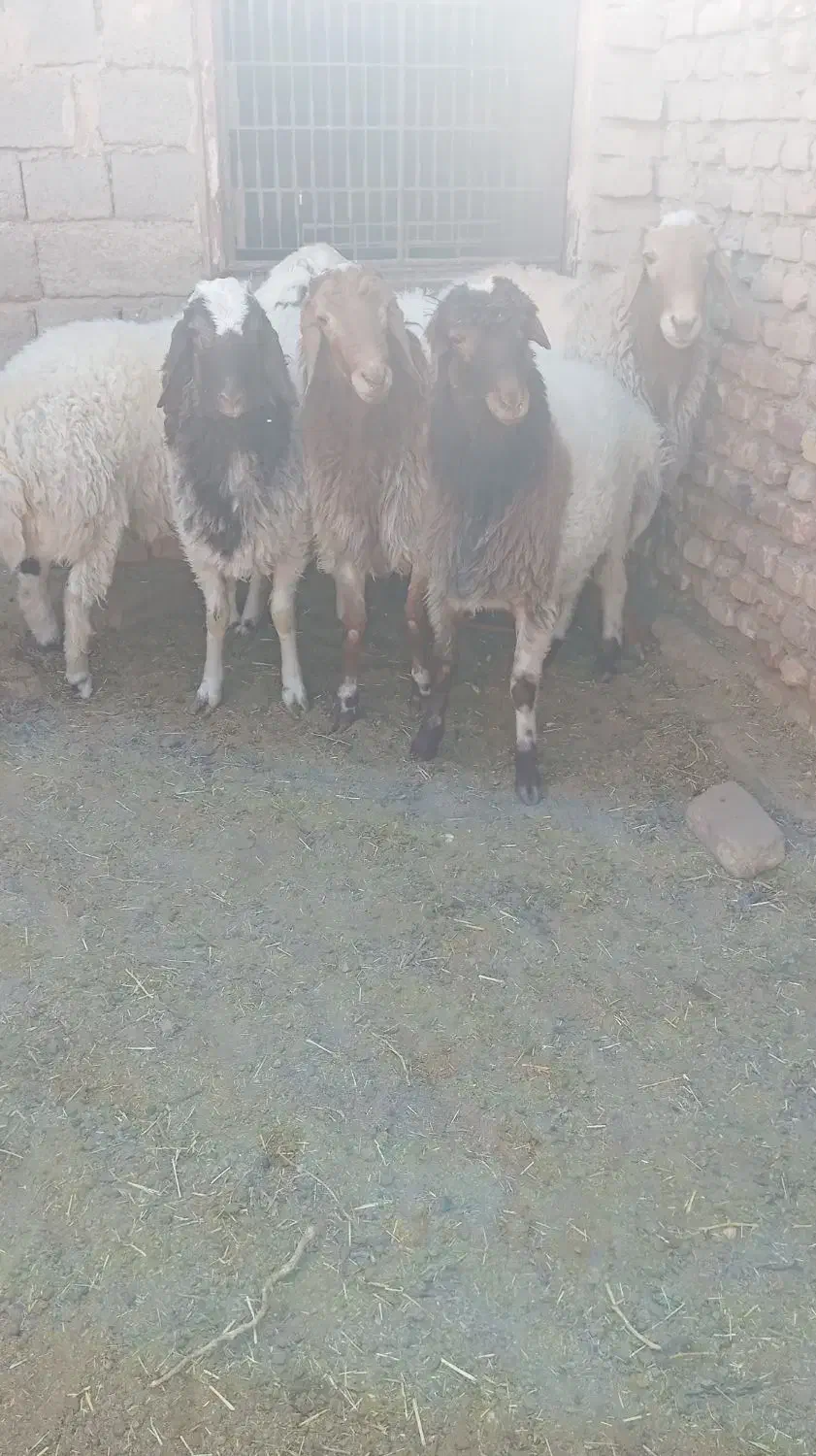 بره نر|حیوانات مزرعه|سده (خراسان جنوبی), |دیوار