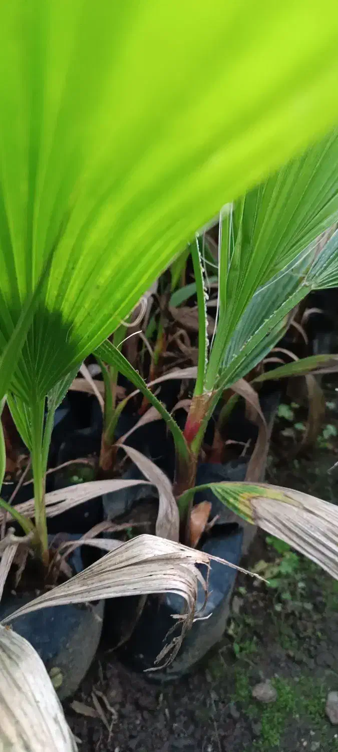 فروش پالم ویاس|گل و گیاه طبیعی|کلاچای, |دیوار