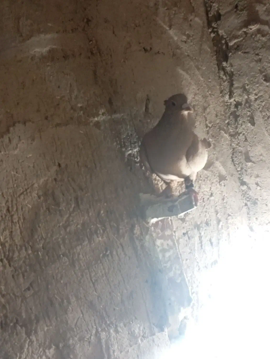 نر مایه زرد|پرنده|زرند, |دیوار