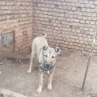 سگ سرابی|سگ|تربت‌حیدریه, فردوسی جنوبی|دیوار