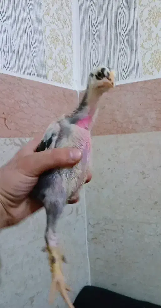 دوعدد جوجه لاری ترک ااصالت دار|حیوانات مزرعه|تهران, جوادیه|دیوار