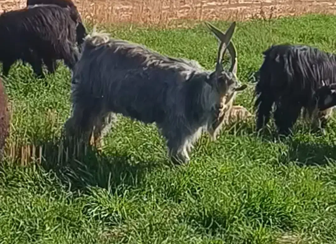 نربز چال ترکی|حیوانات مزرعه|مشهد, پنجتن|دیوار