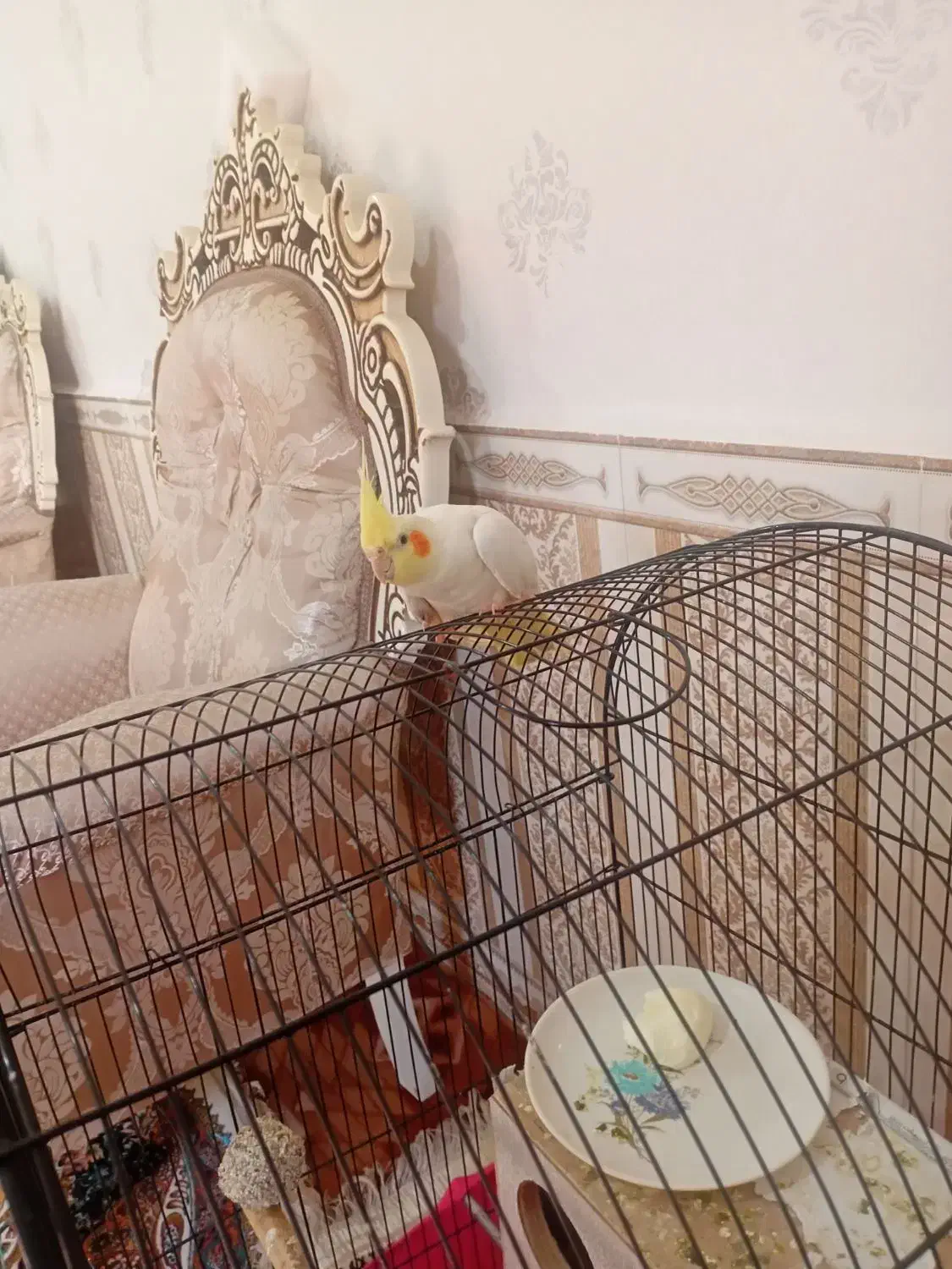 عروس هلندی|پرنده|پارس‌آباد, |دیوار