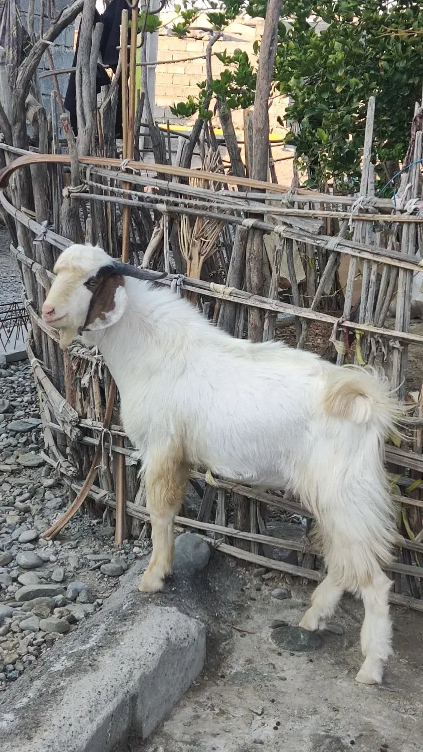 نری|حیوانات مزرعه|سندرک, |دیوار