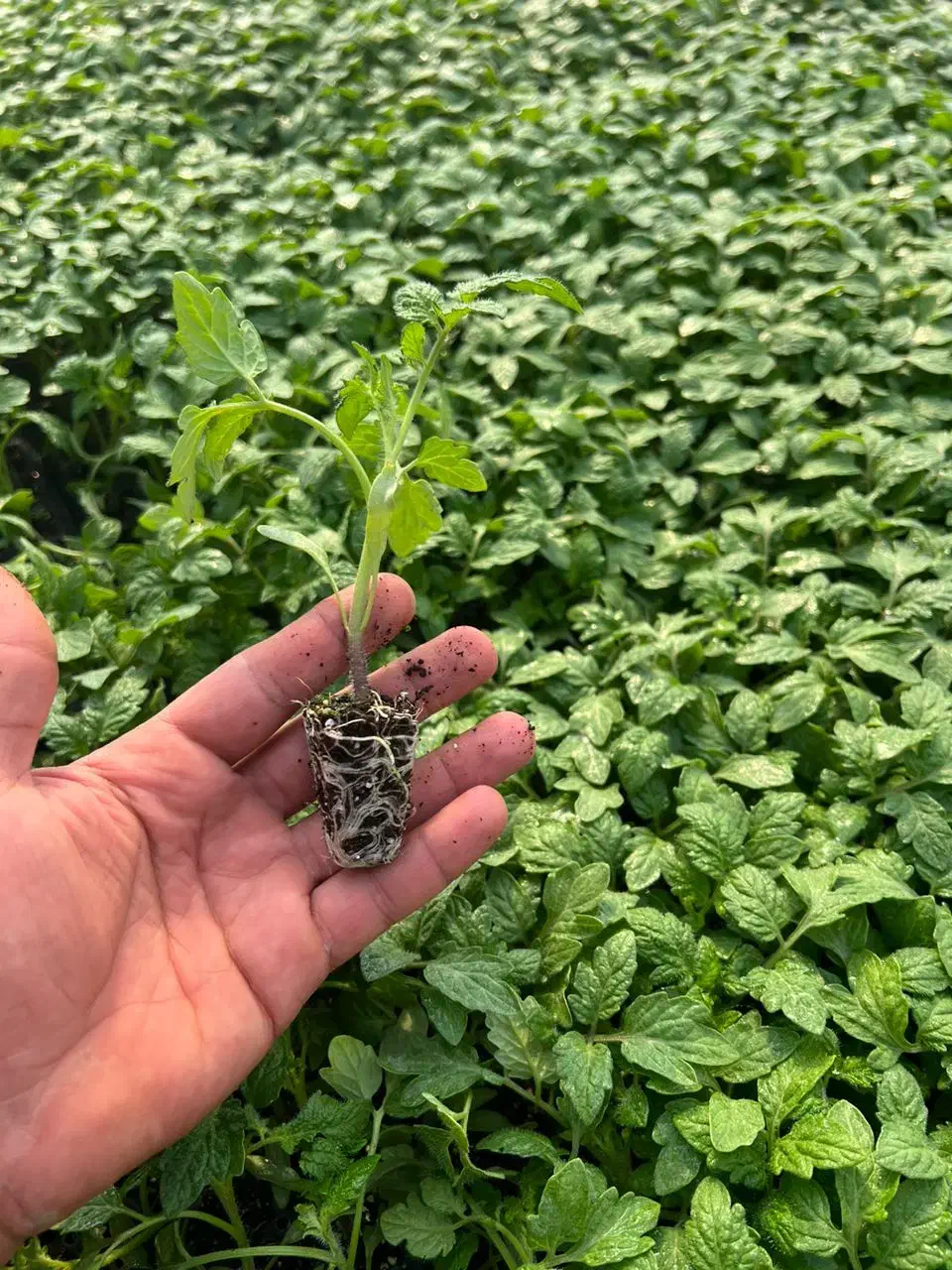 نشا گوجه متین|خدمات باغبانی و درختکاری|شیراز, گل سرخ|دیوار