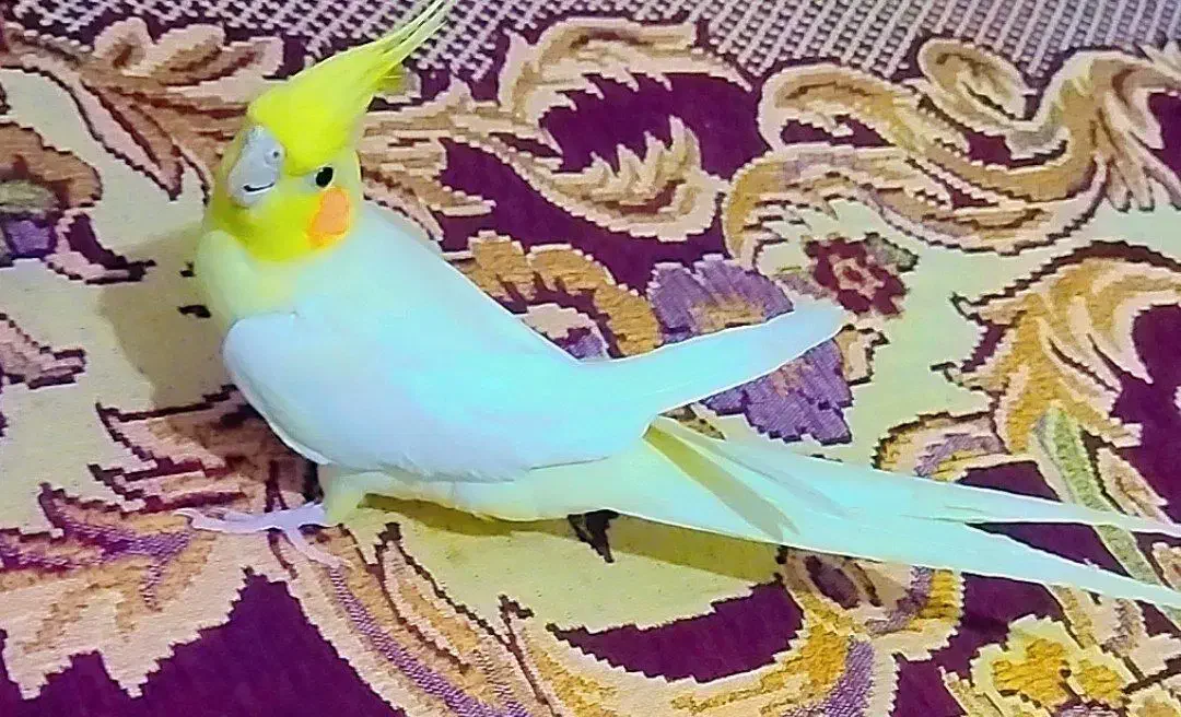 دو عدد عروس هلندی خوش رنگ و دوست داشتنی|پرنده|کبودرآهنگ, |دیوار