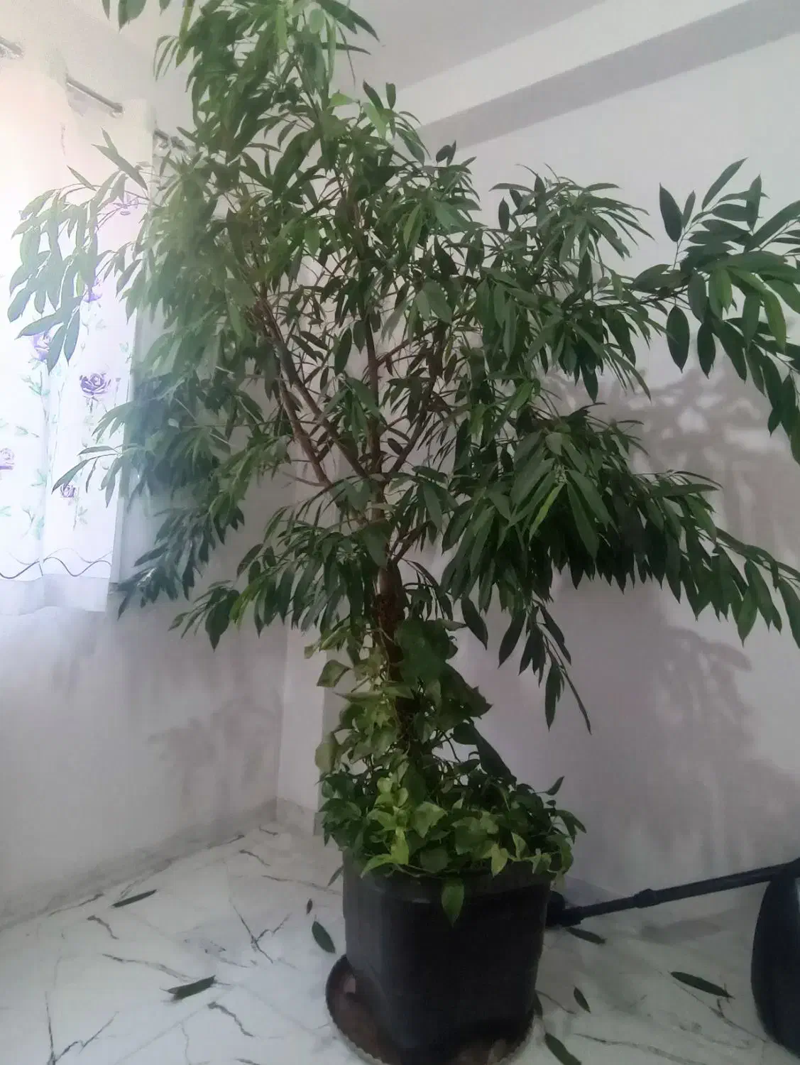 درختچه آپارتمانی آمسترن|گل و گیاه طبیعی|لاهیجان, کوی زمانی|دیوار