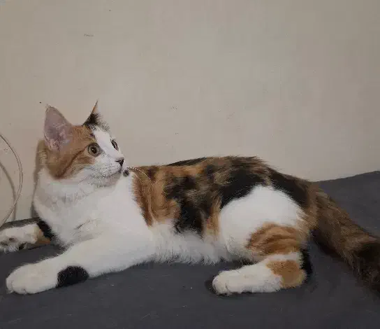 واگذاری گربه موبلند|گربه|کرج, گوهردشت|دیوار