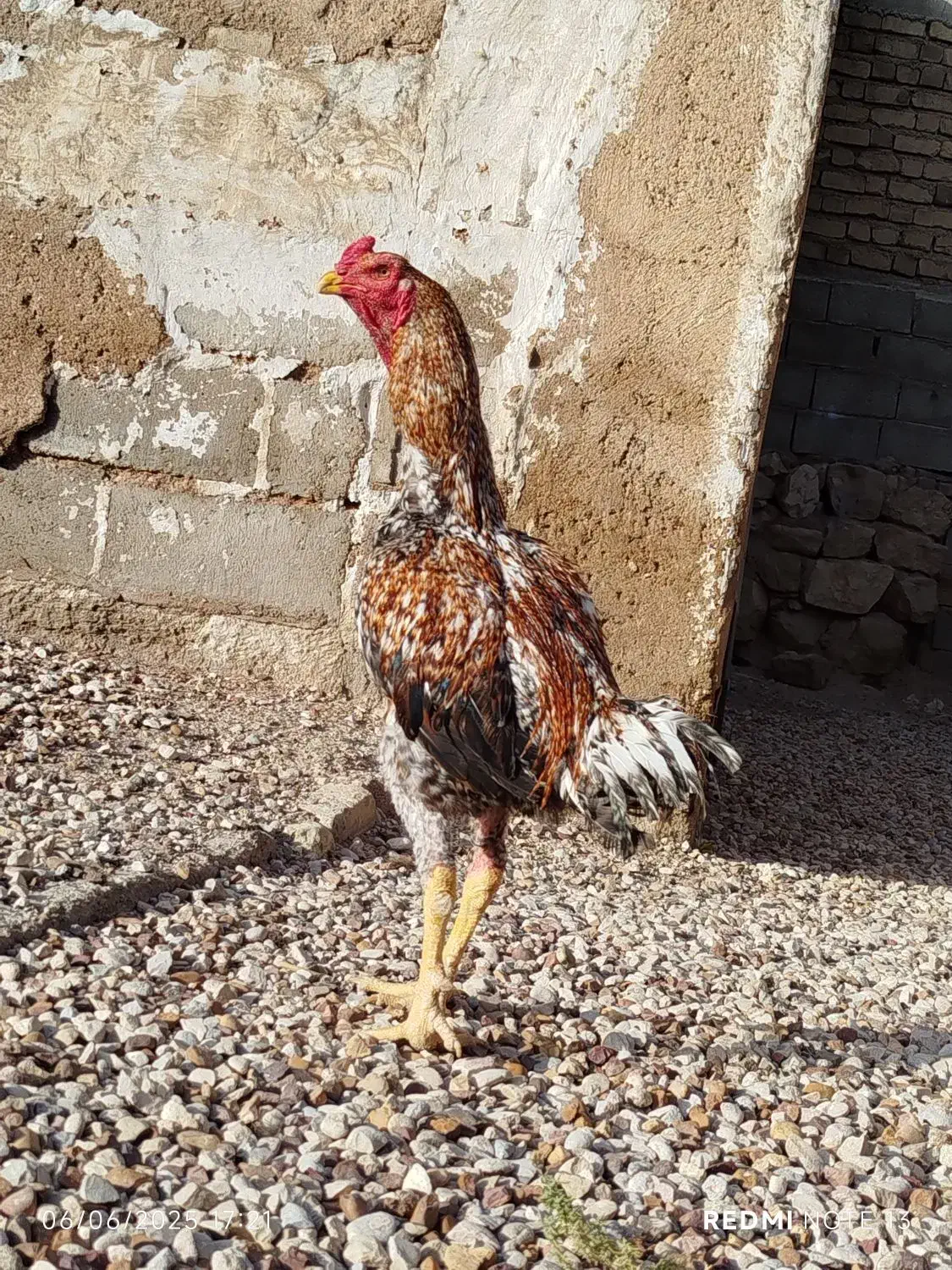 خروس لاری|حیوانات مزرعه|شیراز, باجگاه|دیوار
