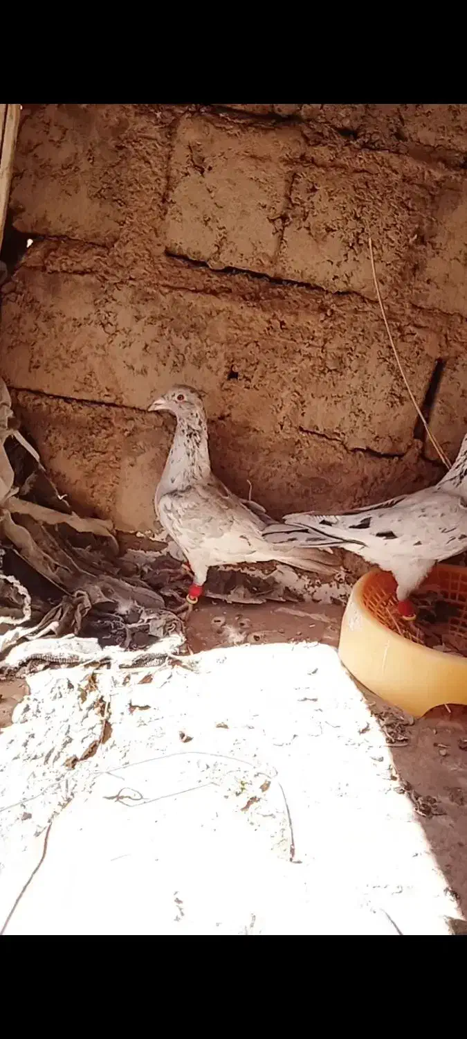 کبوتران سرور|پرنده|مبارکه, |دیوار