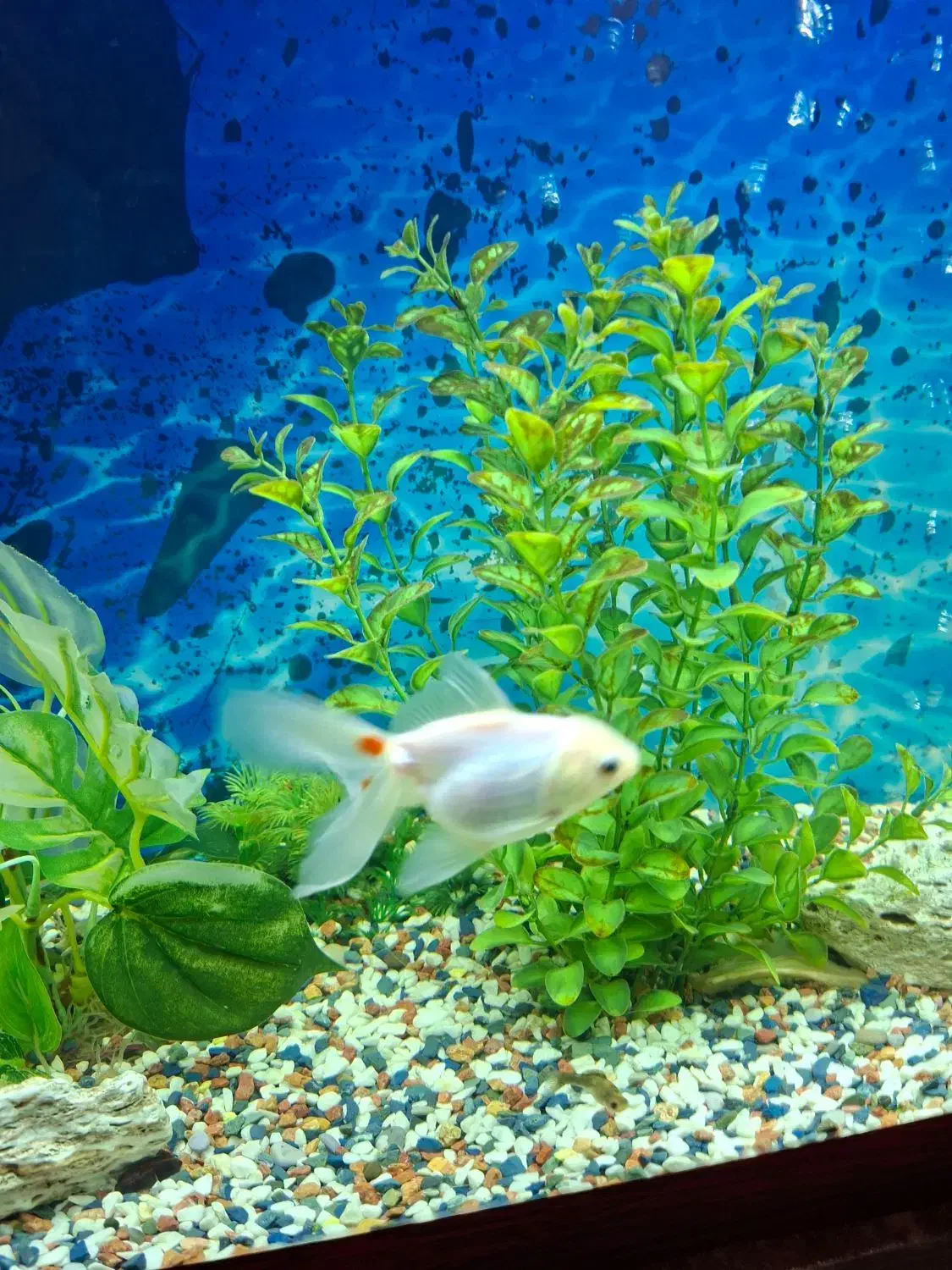 ماهی گلدفیش|ماهی|محمدشهر, محمدشهر|دیوار