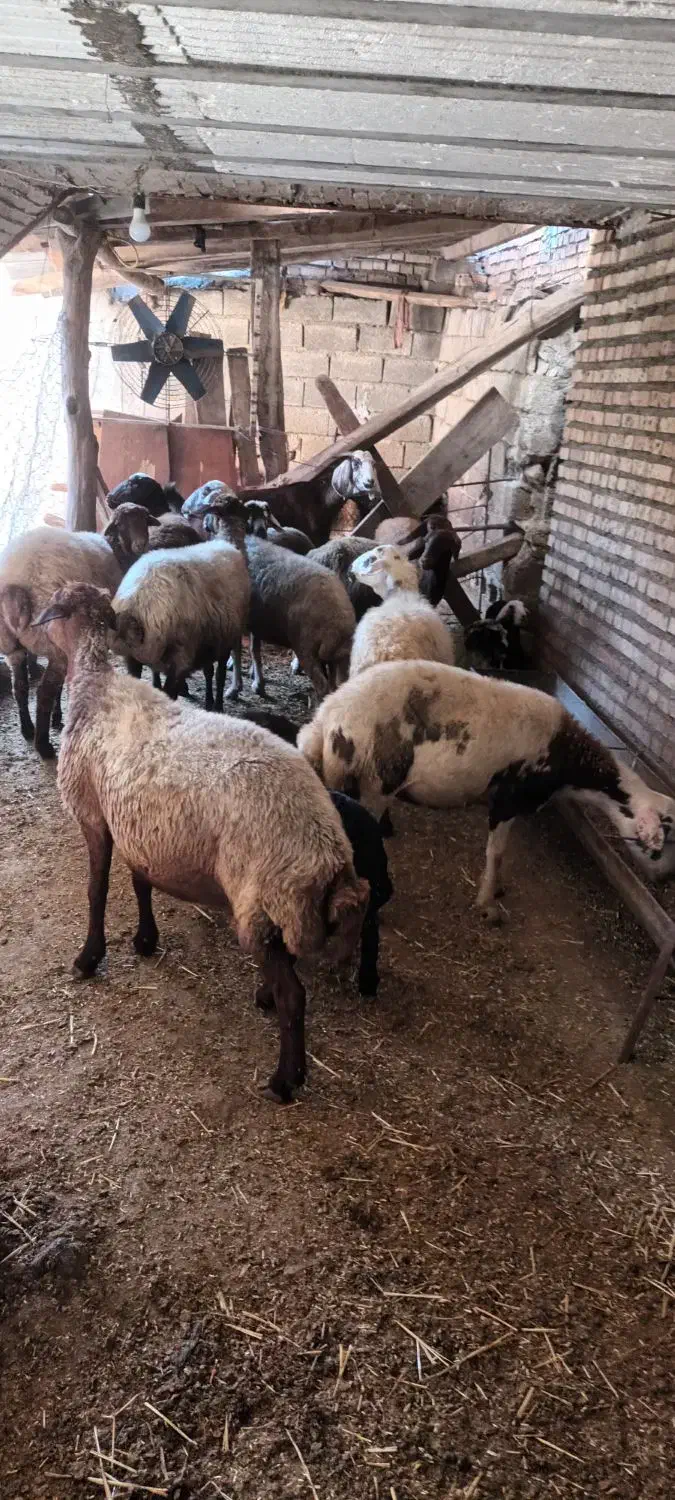 فروش گوسفند داشتی شیر کرده جوان|حیوانات مزرعه|رامیان, |دیوار