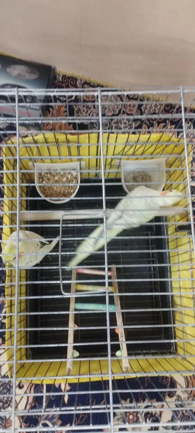 عروس هلندی|پرنده|ری, شهید غیوری (ابن باویه)|دیوار